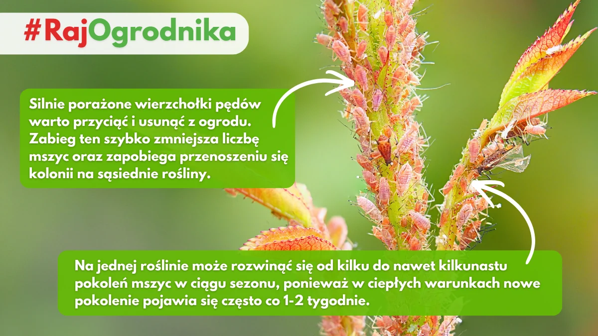 Mszyca żerująca na różach w ogrodzie blog sklep rajogrodnika